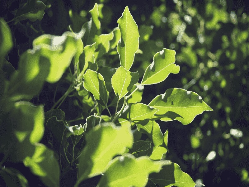 天津做试管婴，抽血用什么试管